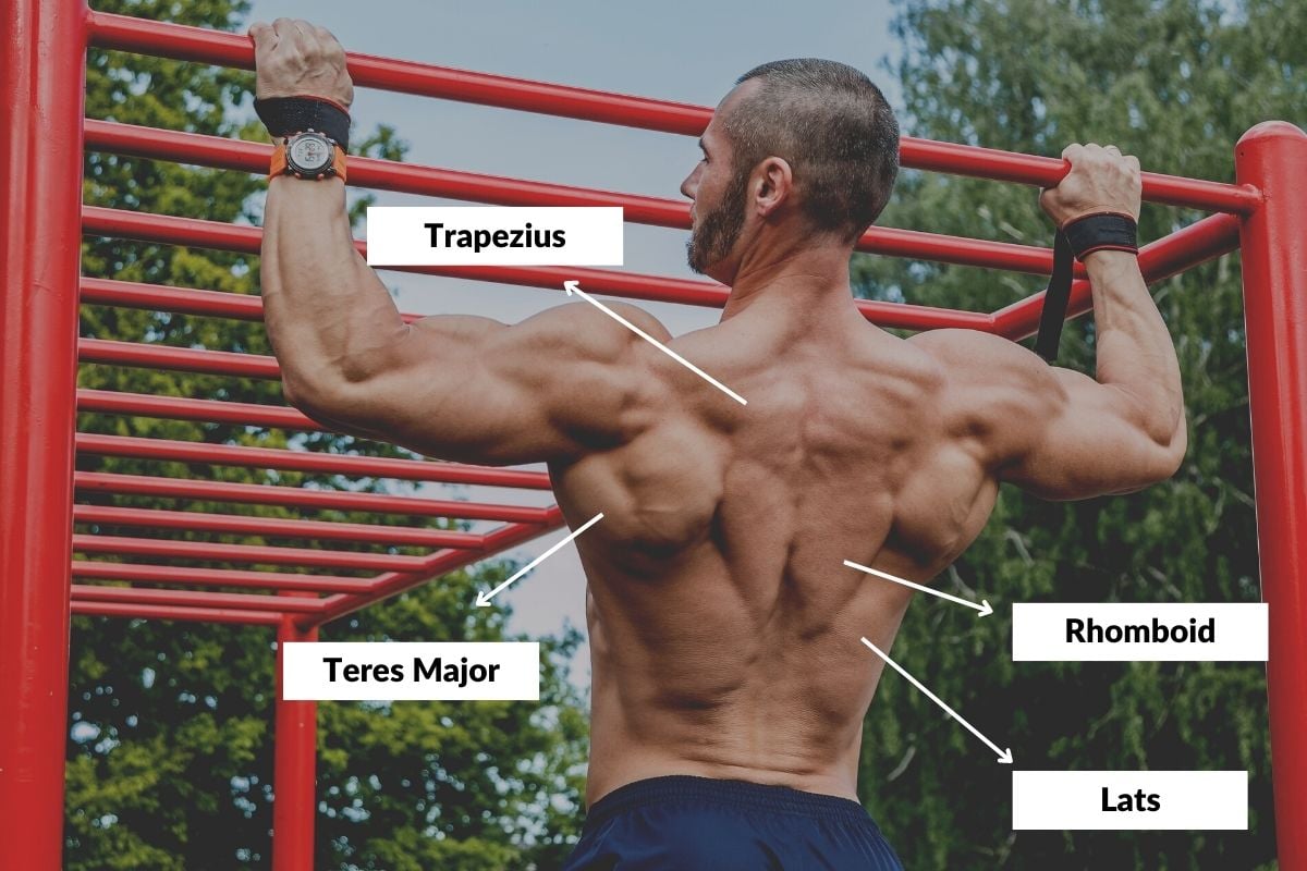 Read more about the article Essential Equipment for Calisthenics Back Workouts